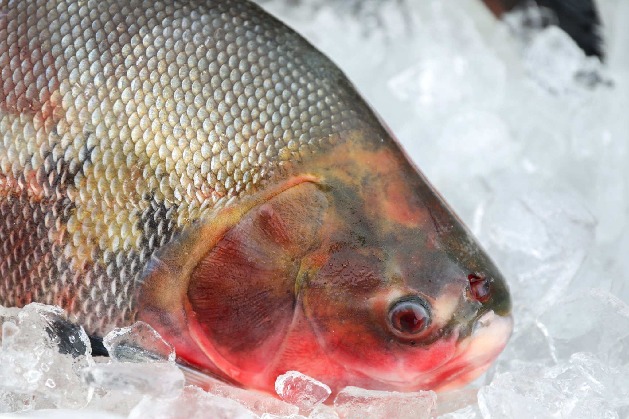 Os peixes devem apresentar uma cor avermelhada ou rosada.