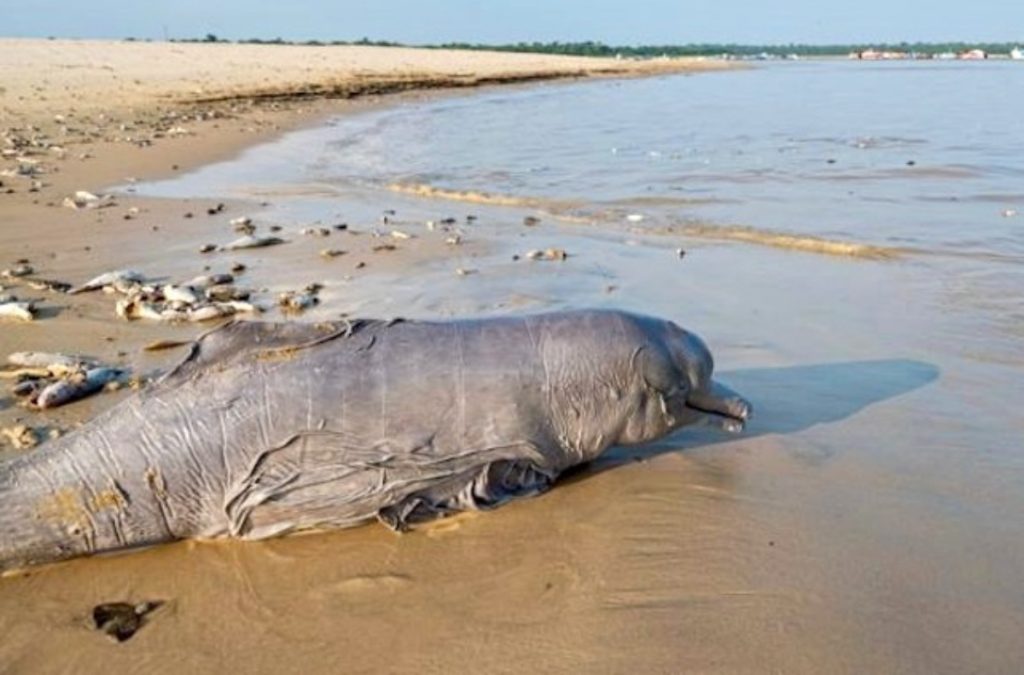 Foto: Miguel Monteiro/Instituto Mamirauá