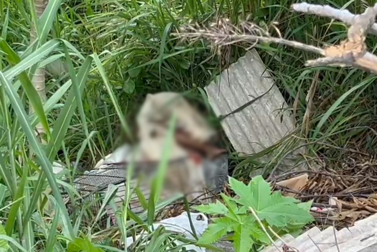 Foto: Reprodução/CM7