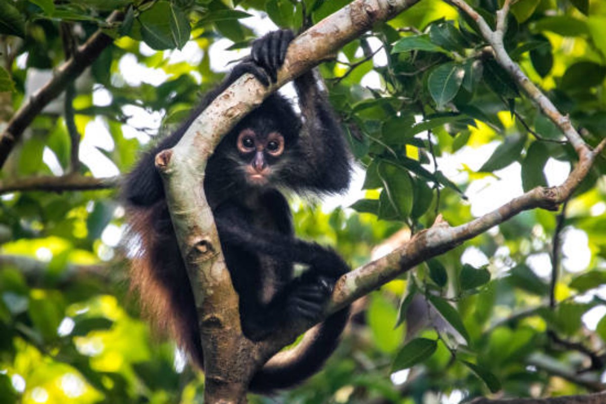 Foto: Ilustrativa/iStock