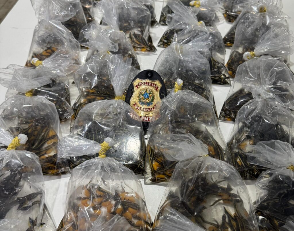 Foto: Reprodução/Polícia Federal