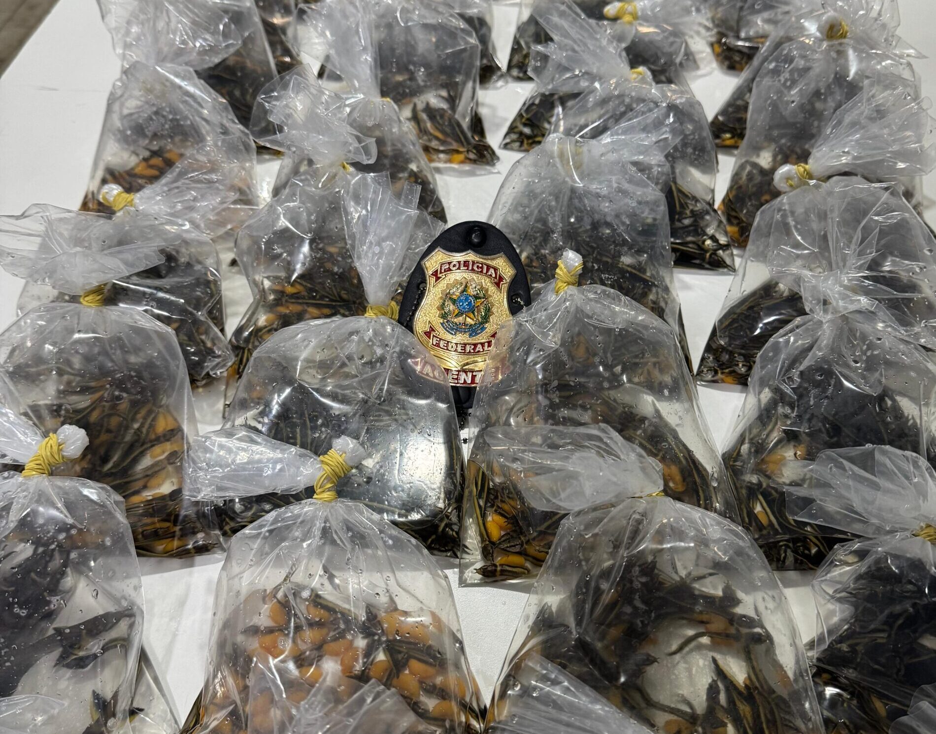 Foto: Reprodução/Polícia Federal