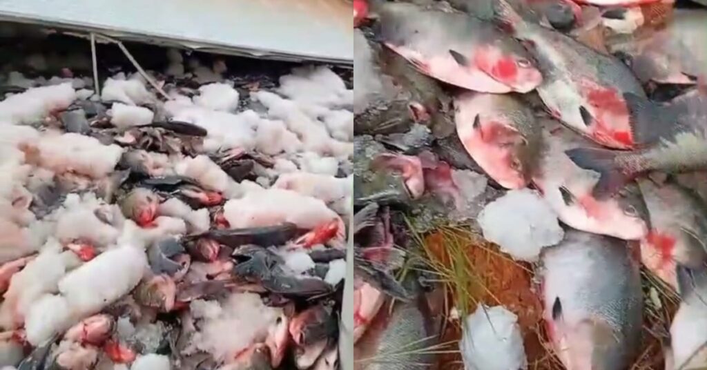 Foto: Reprodução/Internet