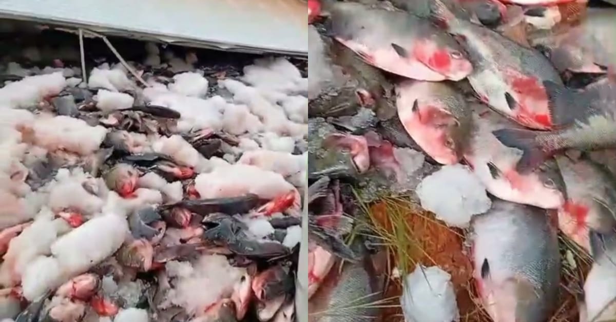 Foto: Reprodução/Internet