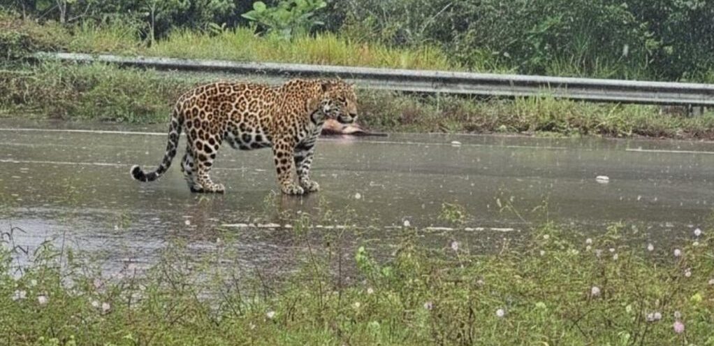 Foto: Reprodução/Internet