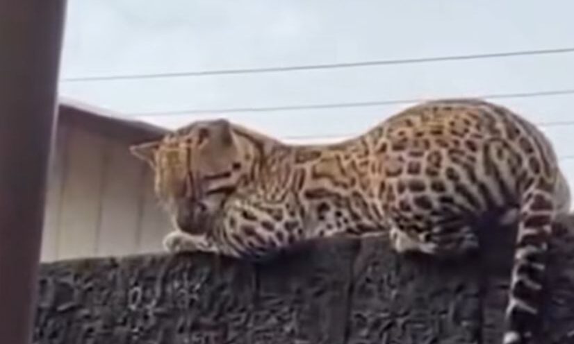 Foto: Reprodução/Redes Sociais