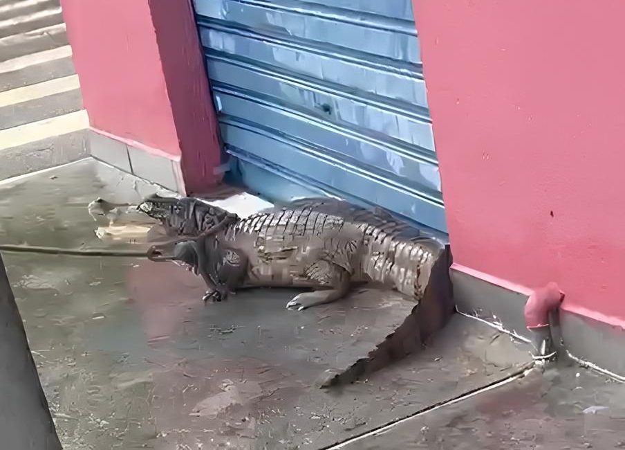 Foto: Reprodução/Internet