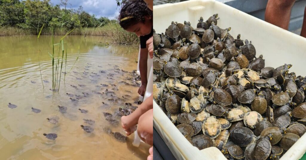 Foto: Reprodução/Sema