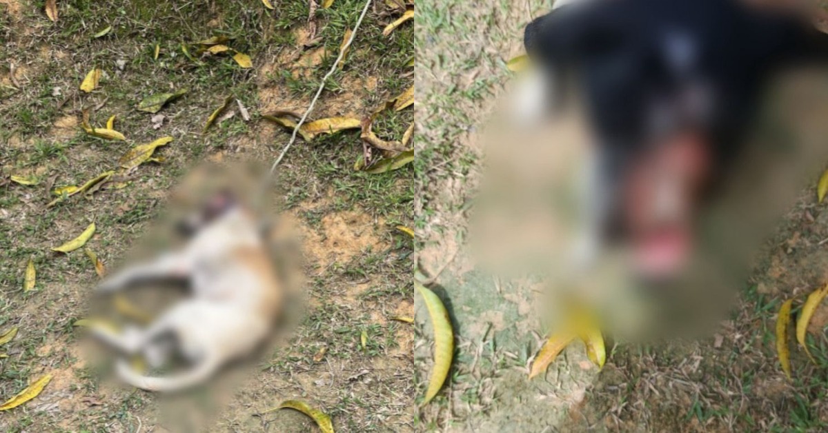 Foto: Reprodução/PC-AM