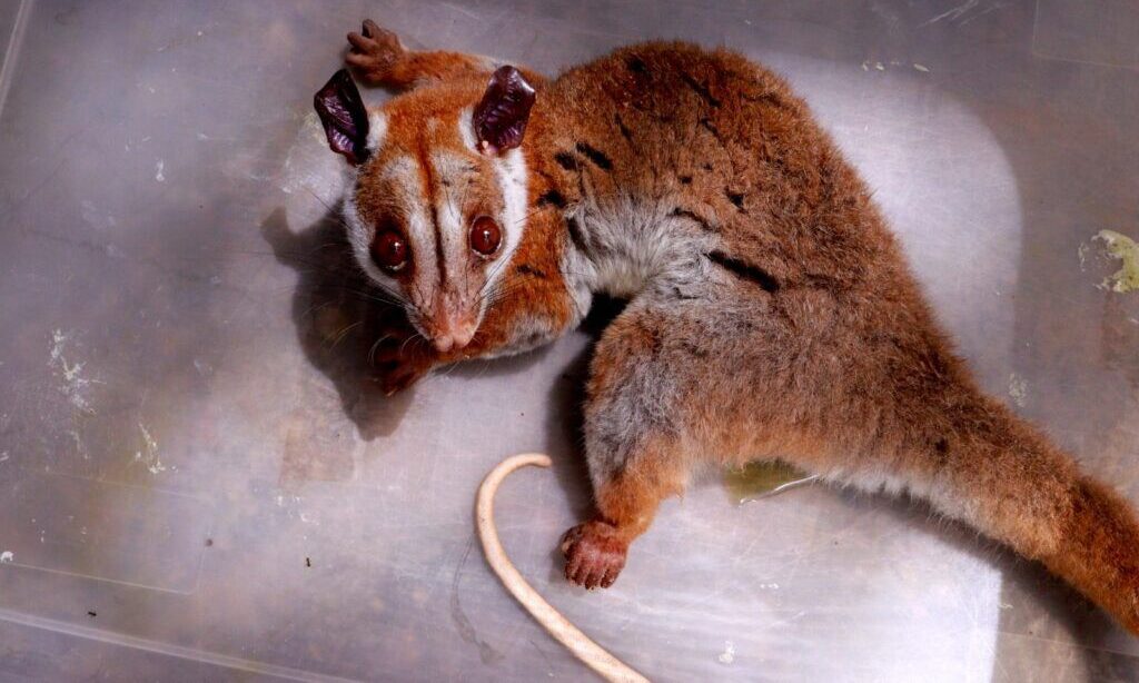 Foto: Reprodução/Ipaam