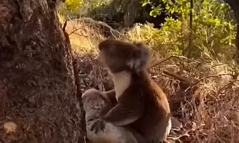 Foto: Reprodução/Internet