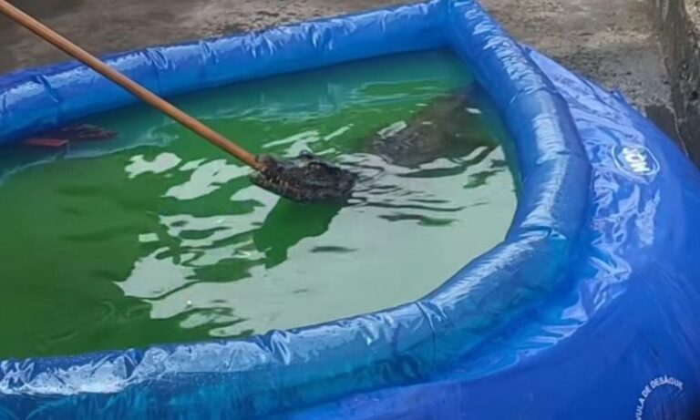 Foto: Reprodução/Redes Sociais