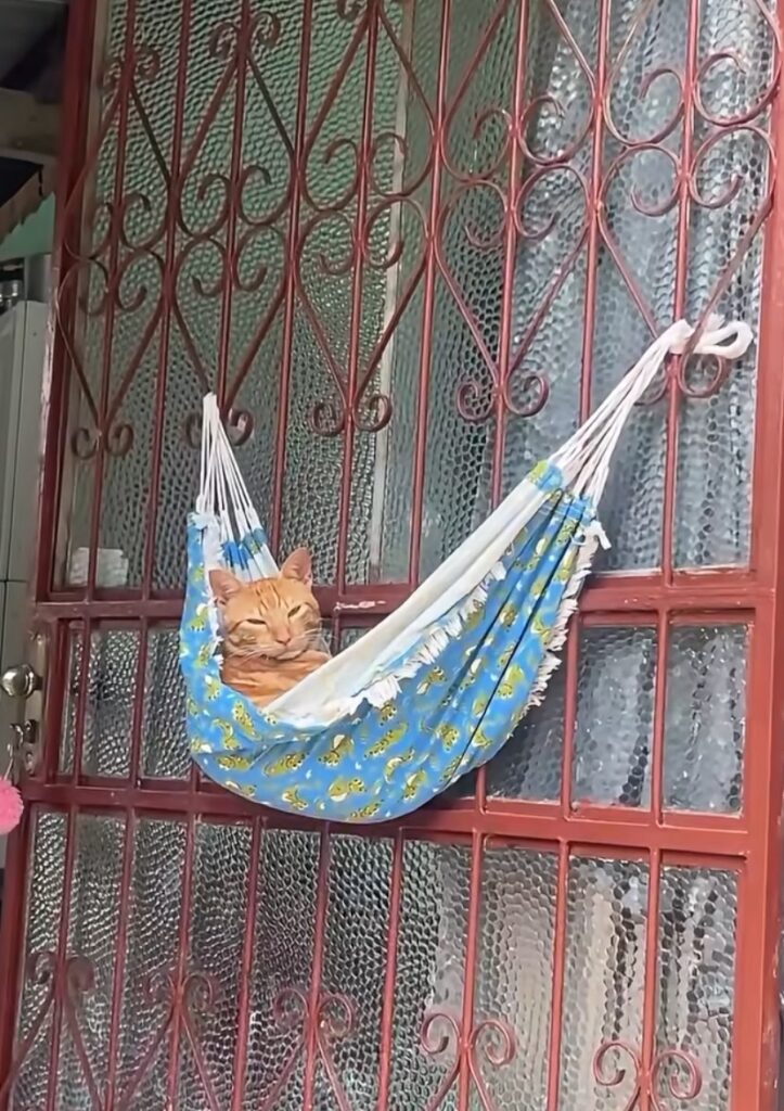 Foto: Reprodução/Redes Sociais
